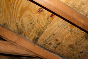 Attic mold remediation